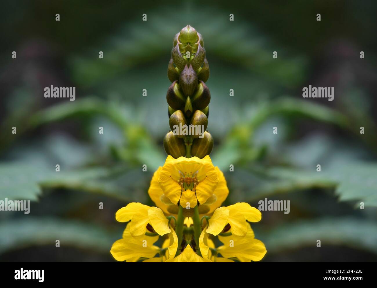 Senna Didymobotrya (Candelabra tree) buds and blooms on an abstract composition. Stock Photo