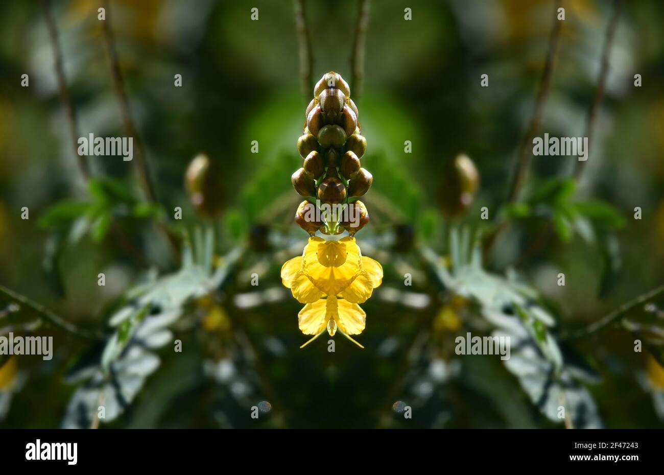 Senna Didymobotrya (Candelabra tree) buds and blooms on an abstract composition. Stock Photo