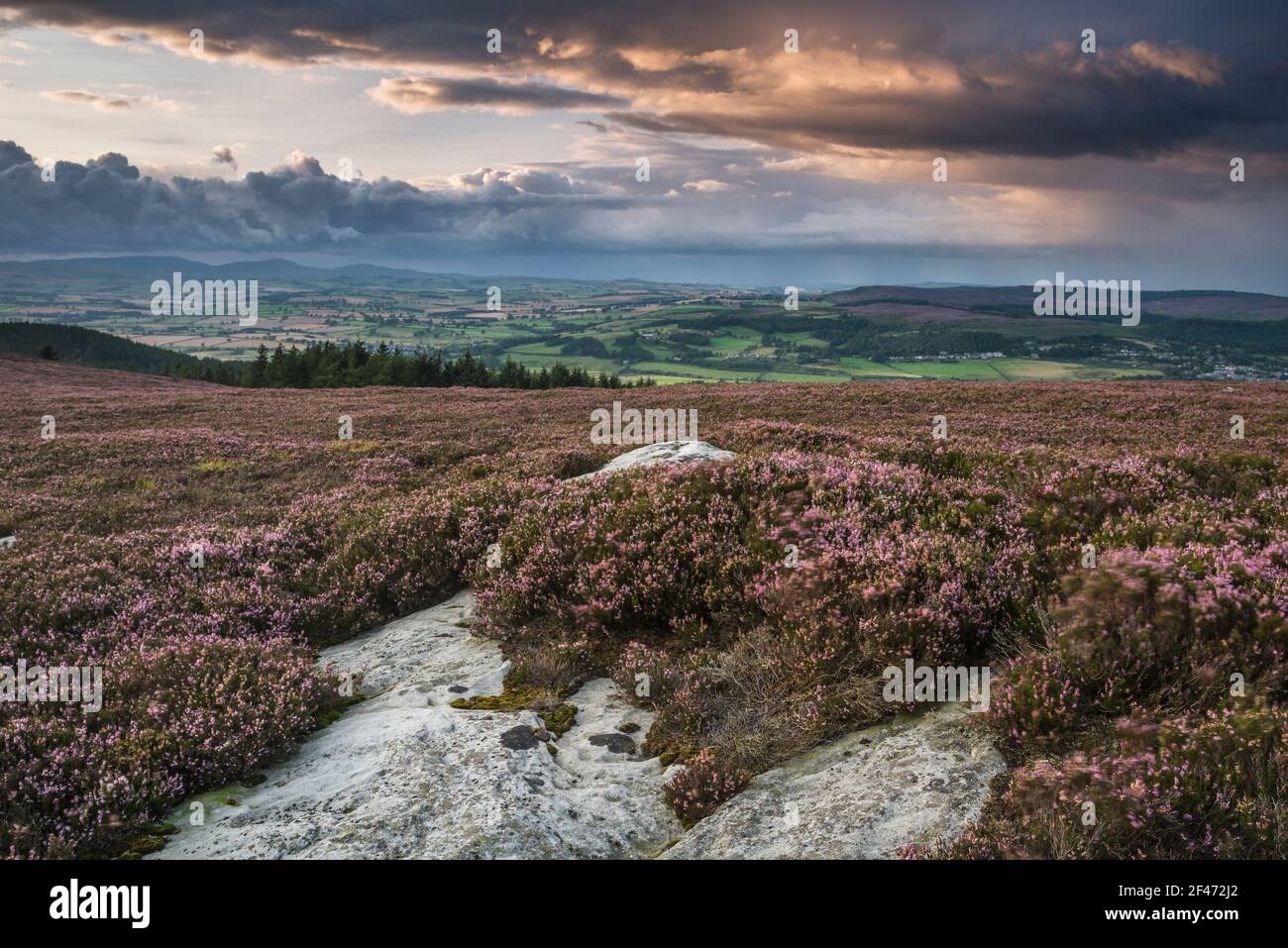 Heather in bloom on the slopes of the Beacon on the route to Simonside, Rothbury, Northumberland National Park, England Stock Photo