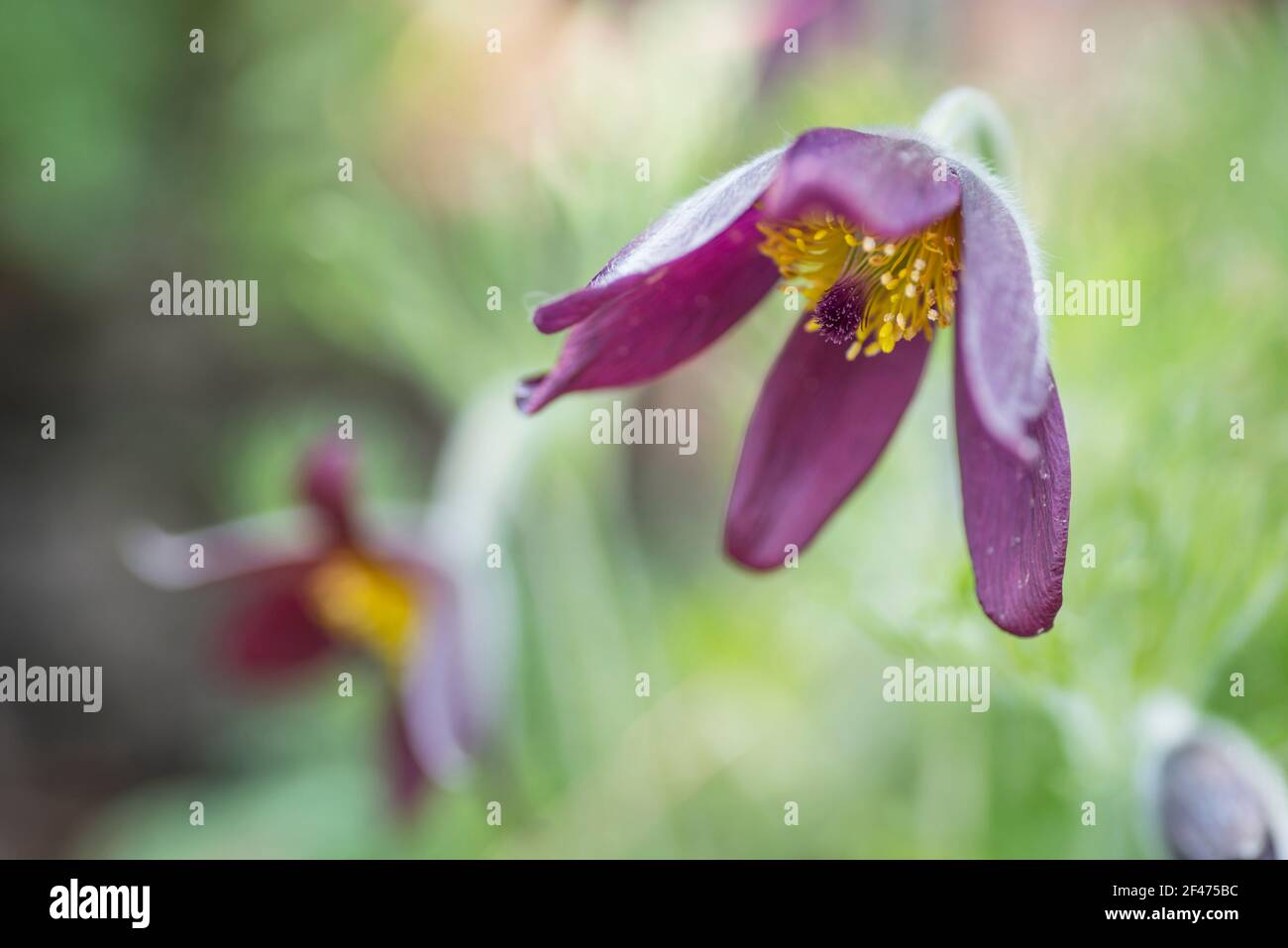 Pasque flower | Dilston Physic Garden | May 2016 Stock Photo