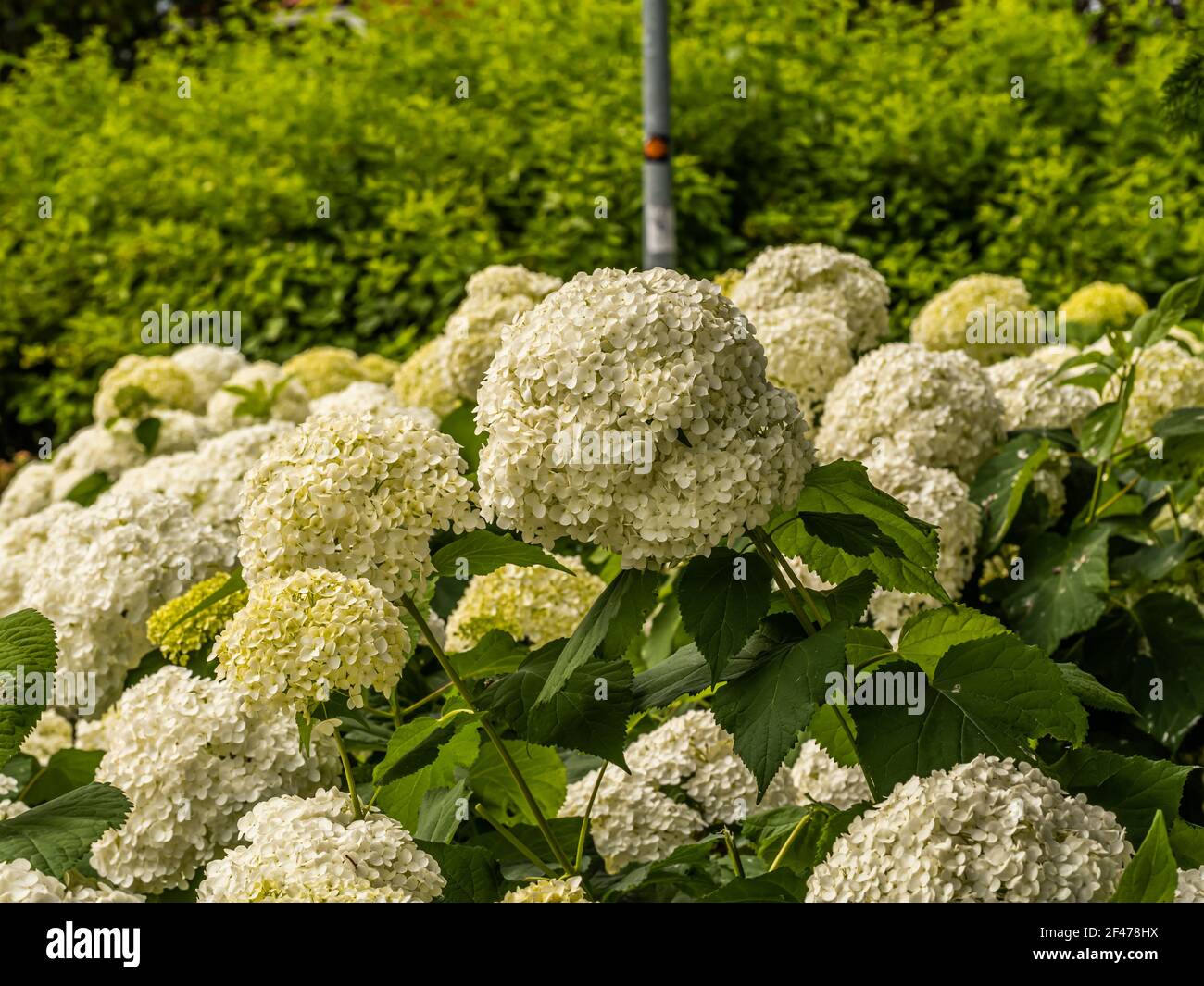 Wonderful blooming white Hydrangea arborescens, commonly known as smooth hydrangea, wild hydrangea in a garden. Closeup of White Hydrangea Flowers in Stock Photo