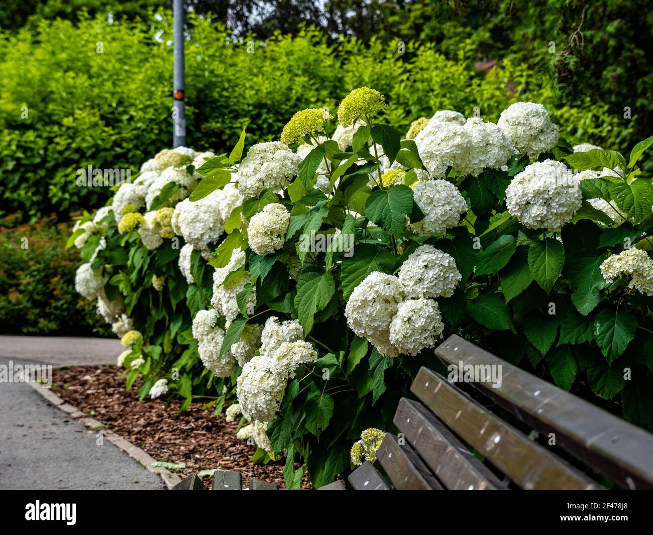 Wonderful blooming white Hydrangea arborescens, commonly known as
