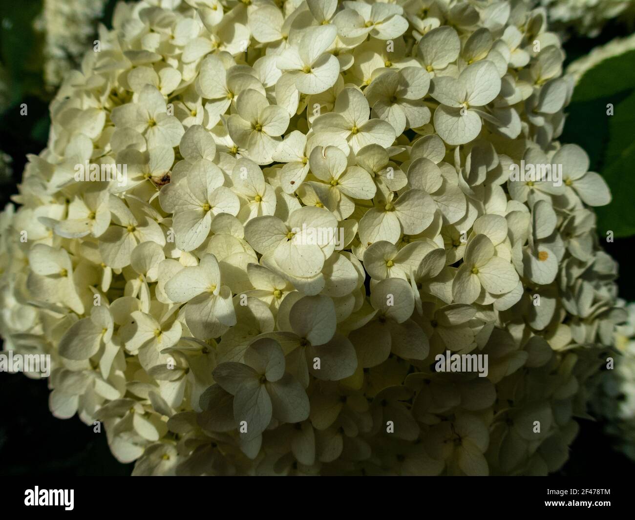 Wonderful blooming white Hydrangea arborescens, commonly known as smooth hydrangea, wild hydrangea in a garden. Closeup of White Hydrangea Flowers in Stock Photo