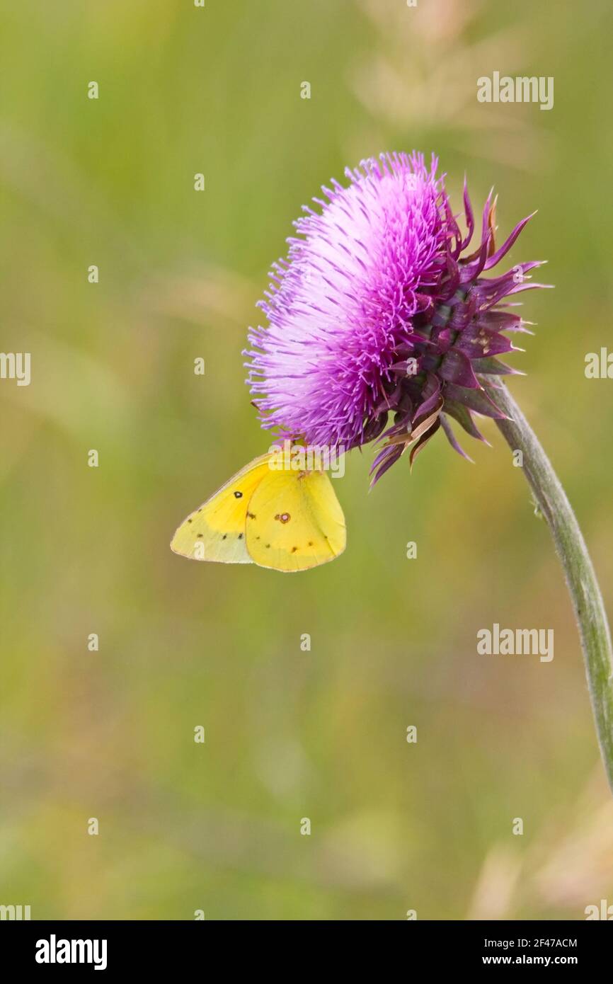 Vertical view of a clouded sulphur butterfly hanging from the underside of a lavender thistle while feeding on its succulent nectar. Vivid yellow and Stock Photo