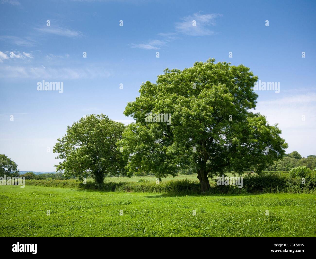 A pair of European Ash (Fraxinus excelsior) in a hedgerow between two fields in the English countryside in summertime. Stock Photo