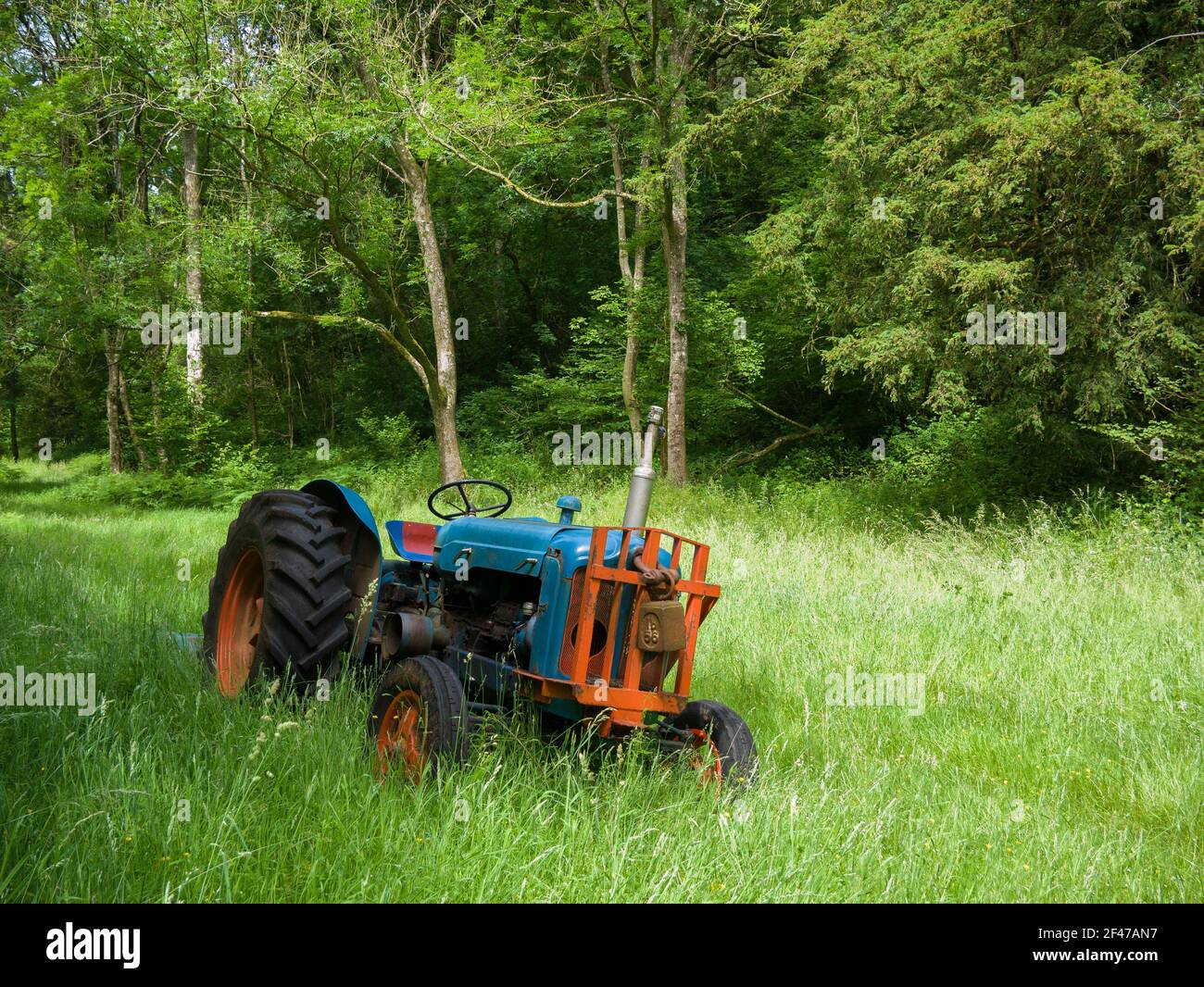 An old Fordson Super Major Diesel Tractor in long grass in a woodland clearing. Stock Photo