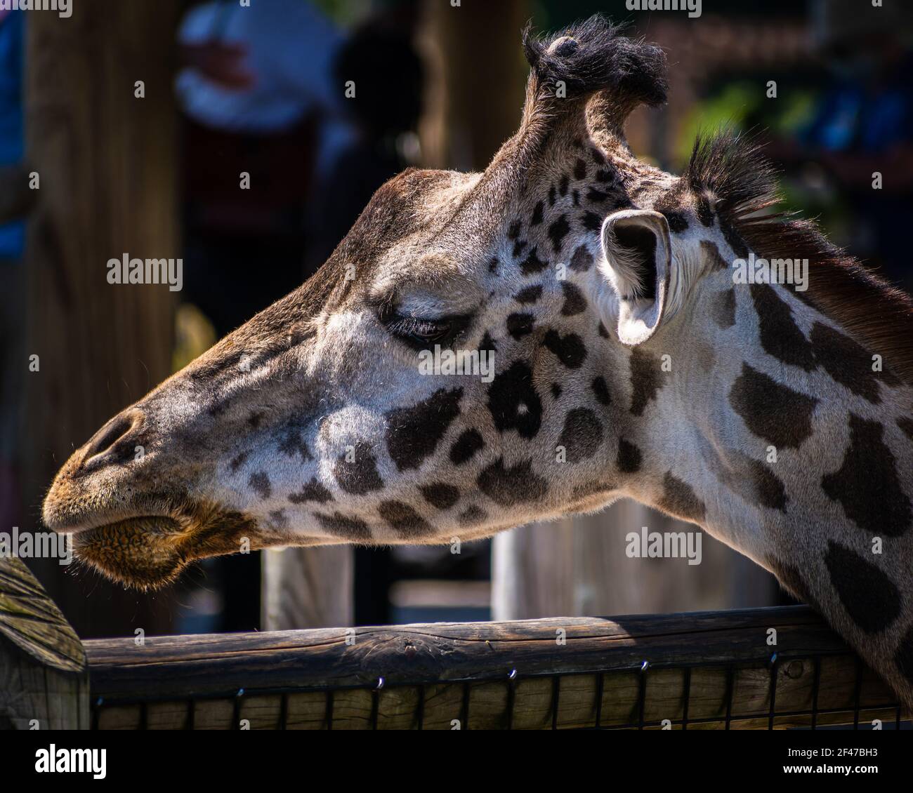 A profile of a funny sleeping giraffe Stock Photo