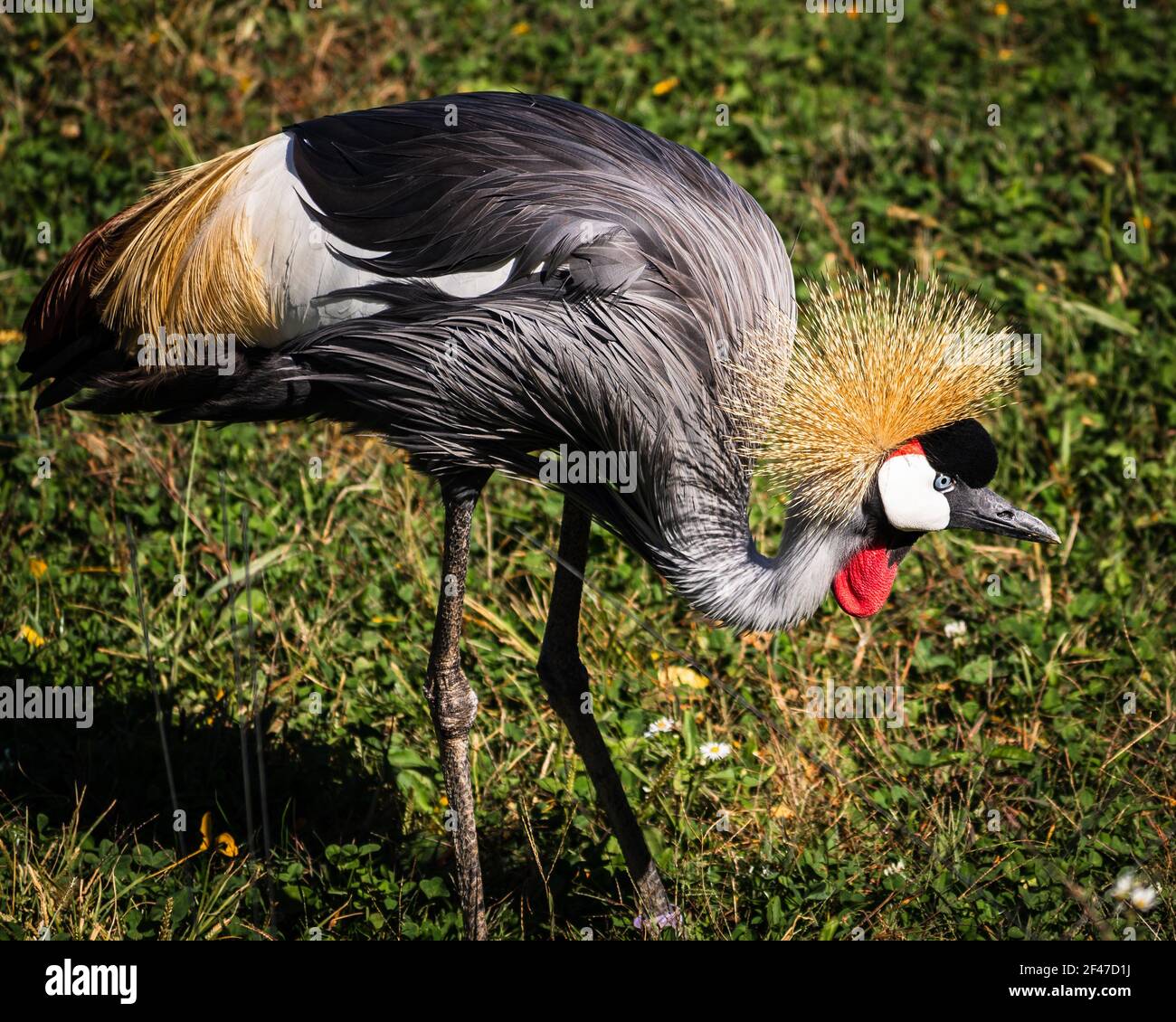 A side view of a gray crowned crane in a green park Stock Photo - Alamy