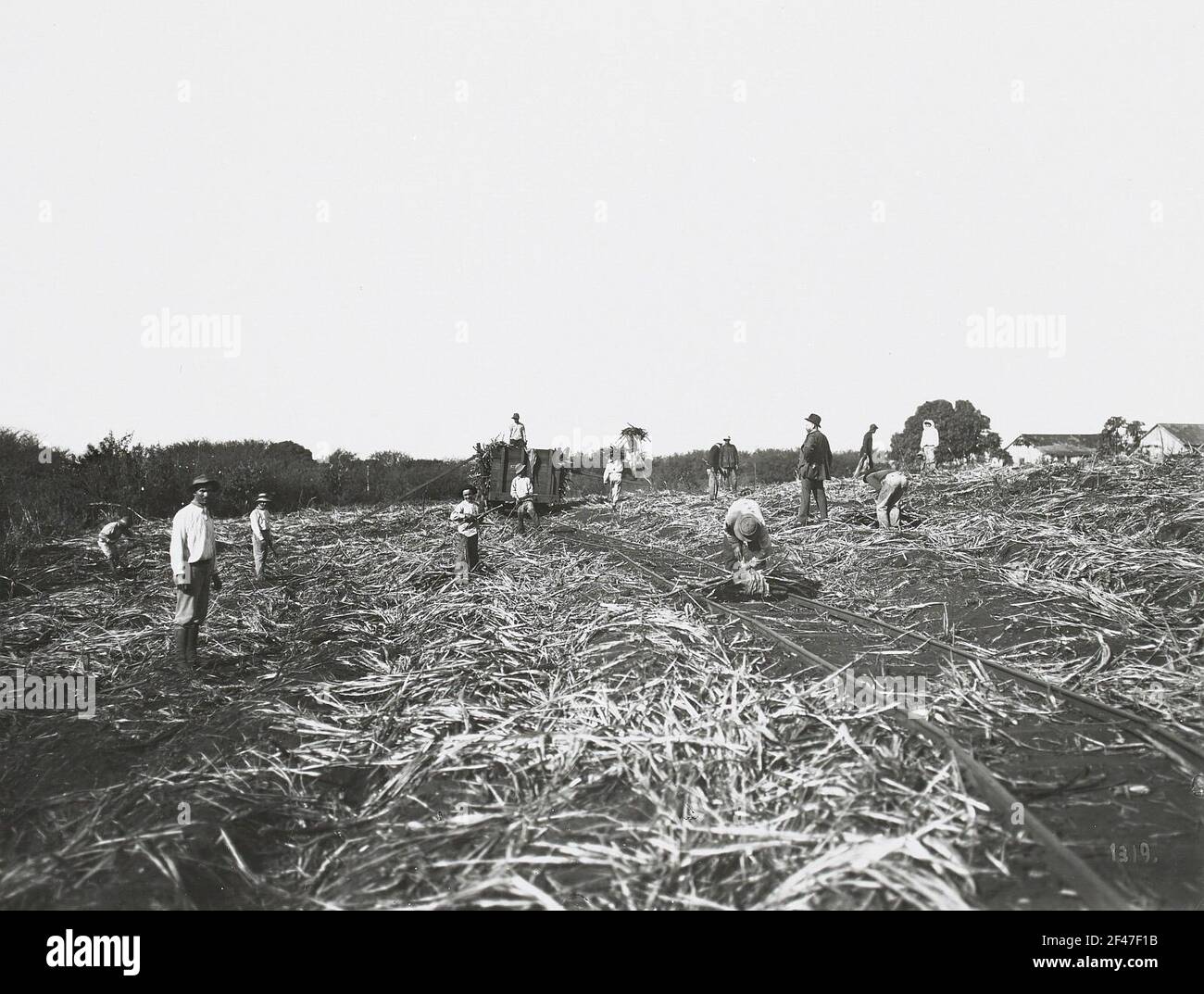 Honolulu (Hawaii). Sugarcane plantation with workers Stock Photo