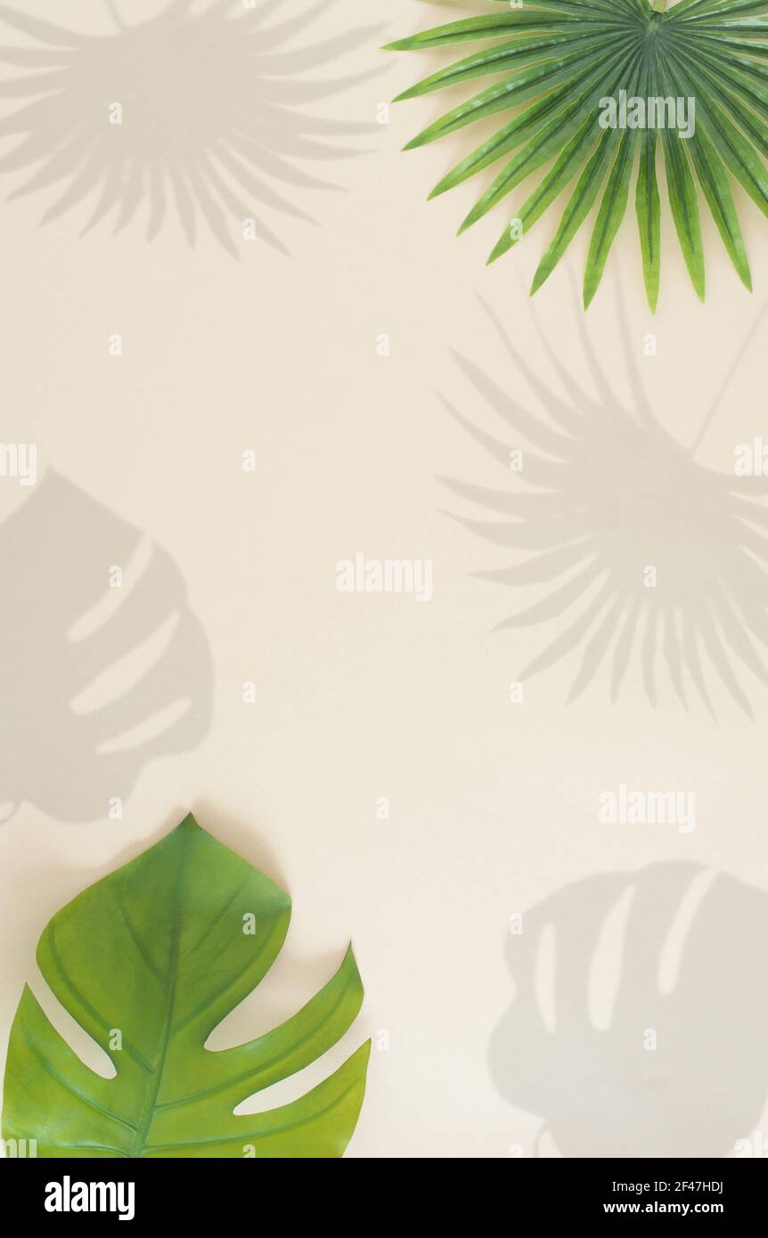 Summer concept made with natural green tropical leaf shadow on sand color background. Minimal  vertical creative flat lay with tree leaf. Stock Photo