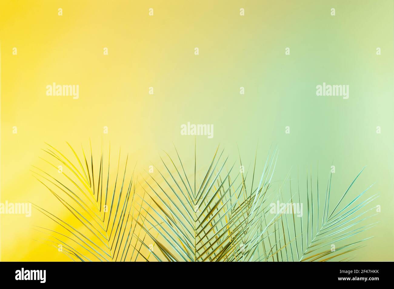 Creative yellow green color layout made of tropical leaves. Minimal green palm leafs background. Nature concept. Stock Photo