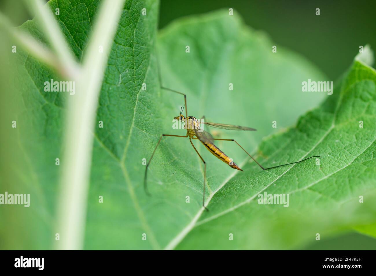 Tiger Crane Fly in Summer Stock Photo Alamy