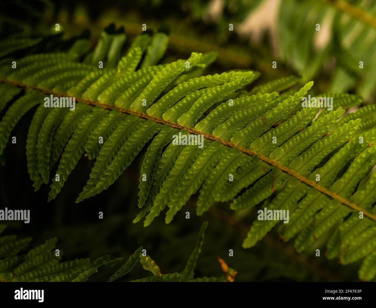 macro Photo of green fern petals. Stock photo plant fern blossomed. Fern on the background of green plants. Stock Photo