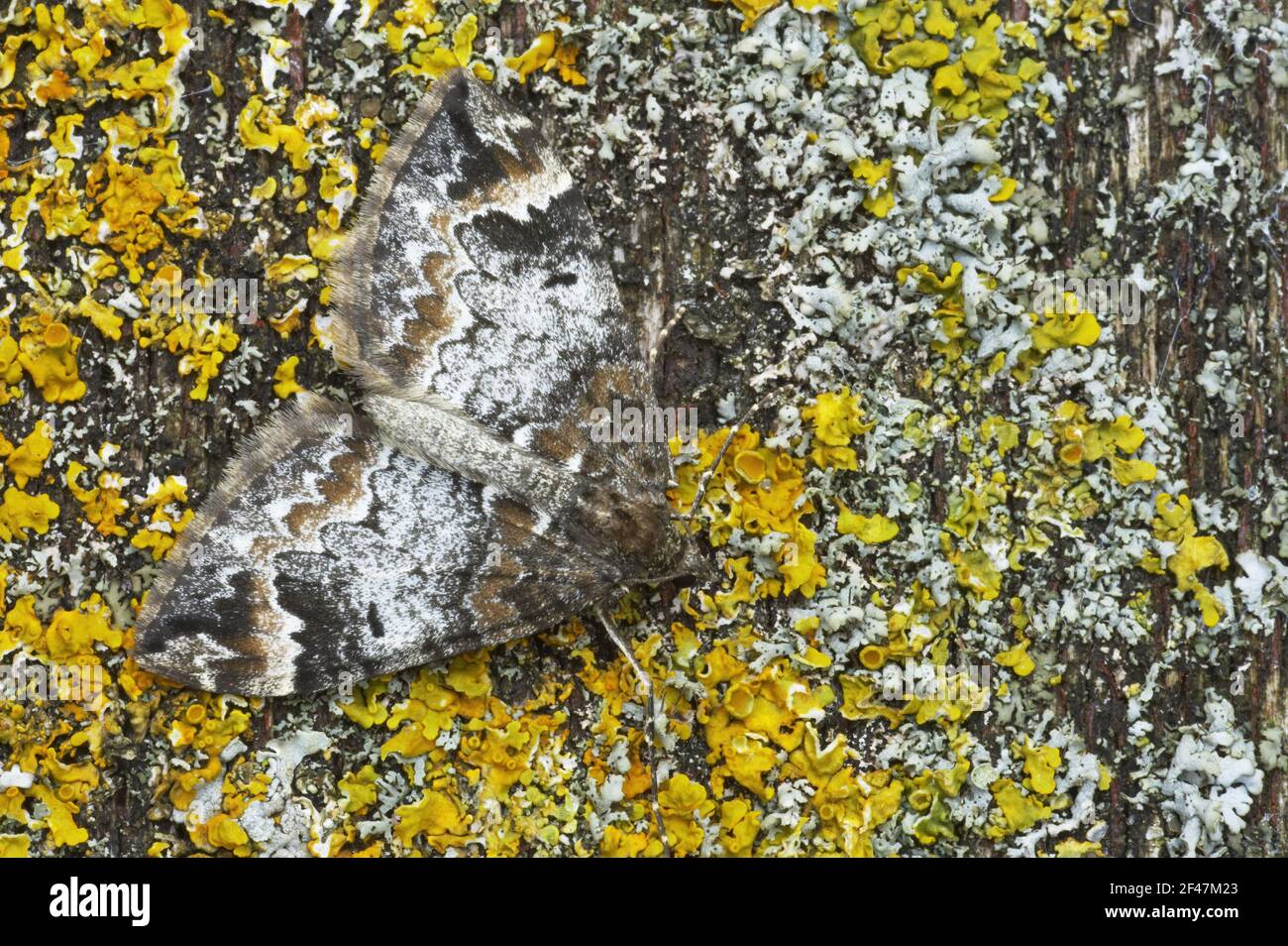 Common Marbled Carpet - Camouflaged against lichen Chloroclysta truncata Essex, UK IN000553 Stock Photo