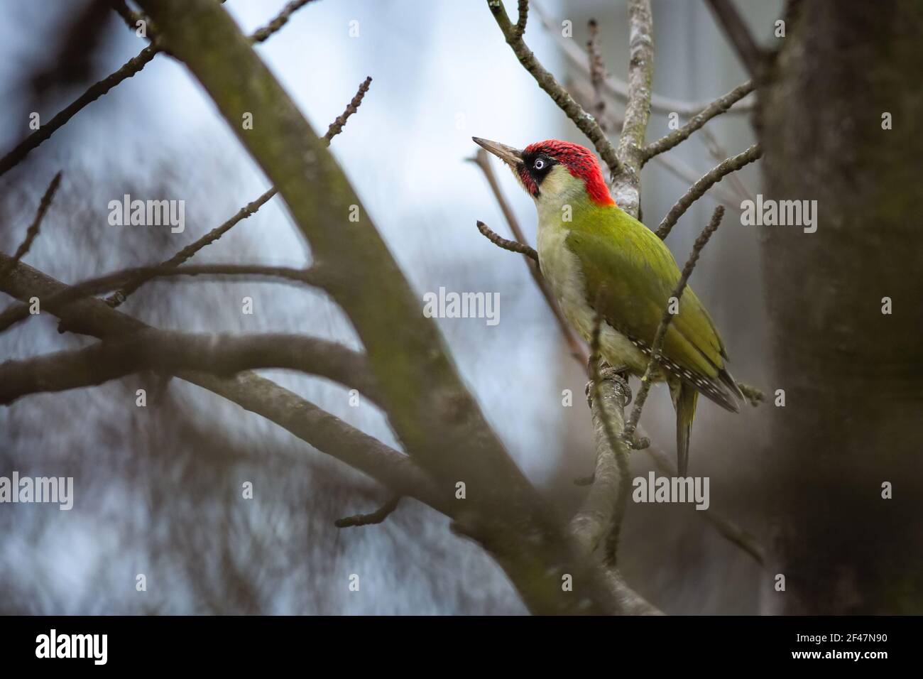 The European green woodpecker with red head perching on a tree in the park. Blue sky in the background. Stock Photo