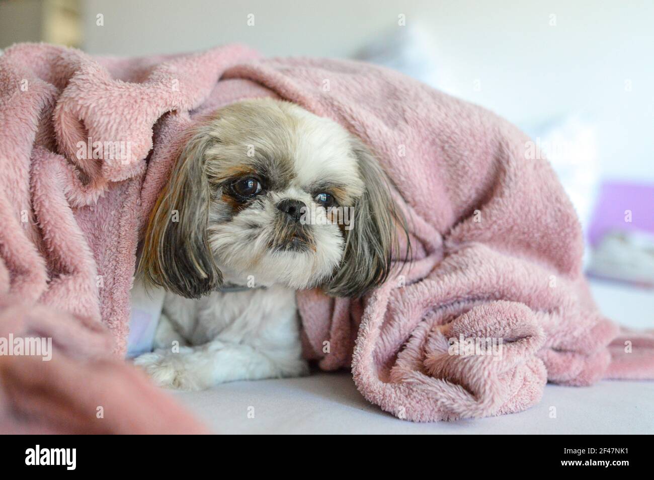 A Shih Tzu puppy lying under a blanket on the bed Stock Photo Alamy