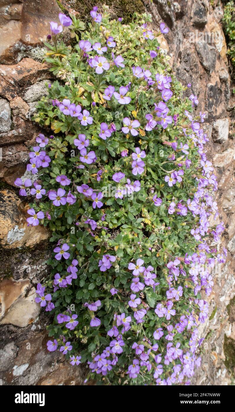 Mauve coloured Aubretia growing in a flint stone wall in Devon. Stock Photo