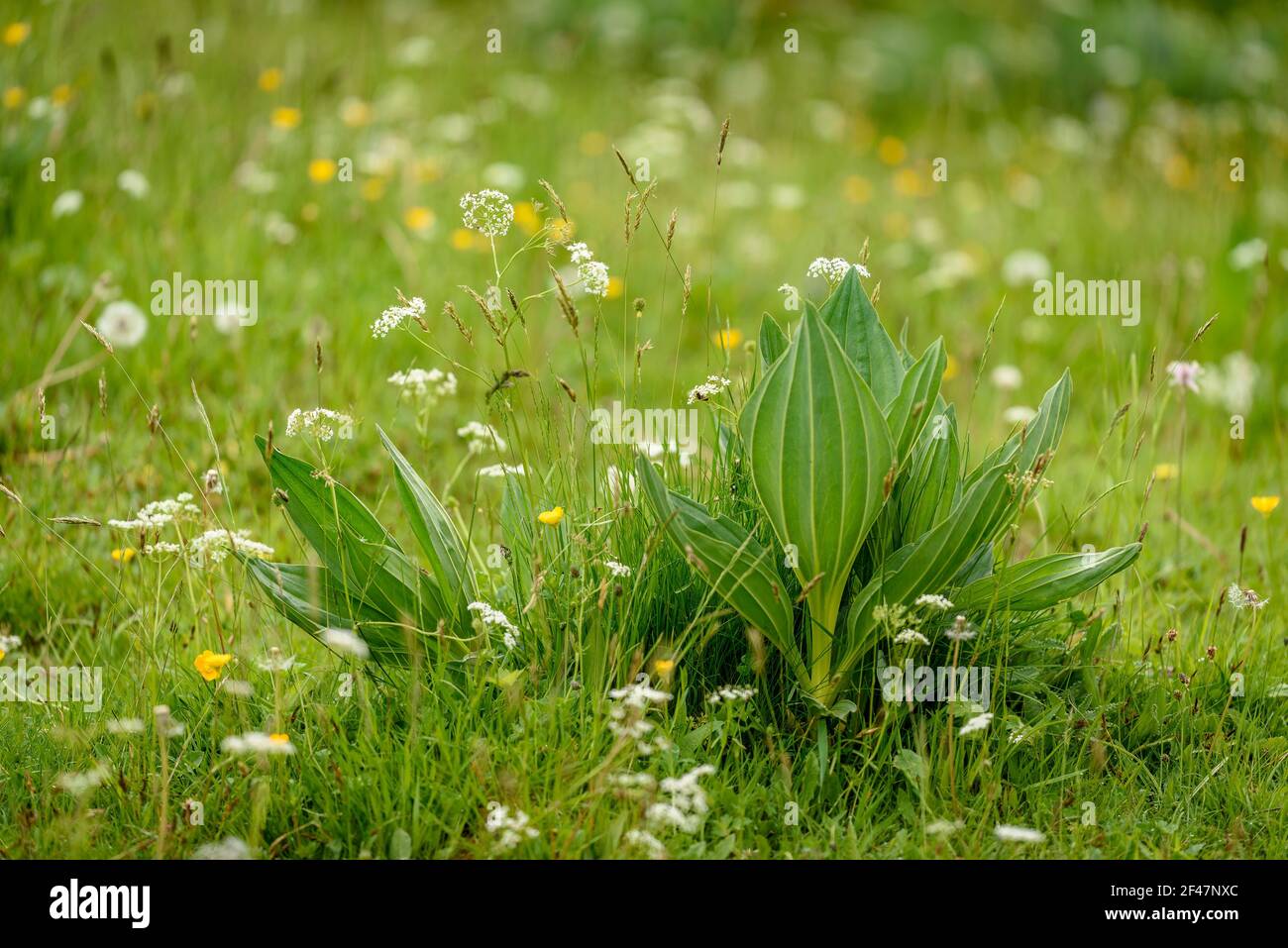 Details of flowers and leaves in Artiga de Lin in spring (Aran Valley, Catalonia, Spain, Pyrenees) ESP: Detalle de flores y hojas en el Artiga de Lin Stock Photo