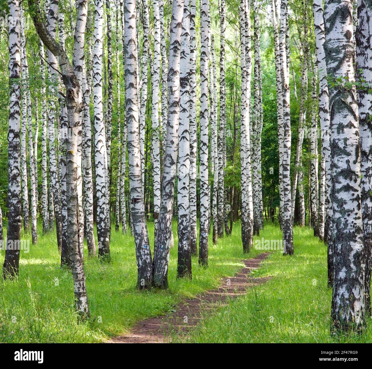 Summer walking path through the birch forest in summer in July Stock ...