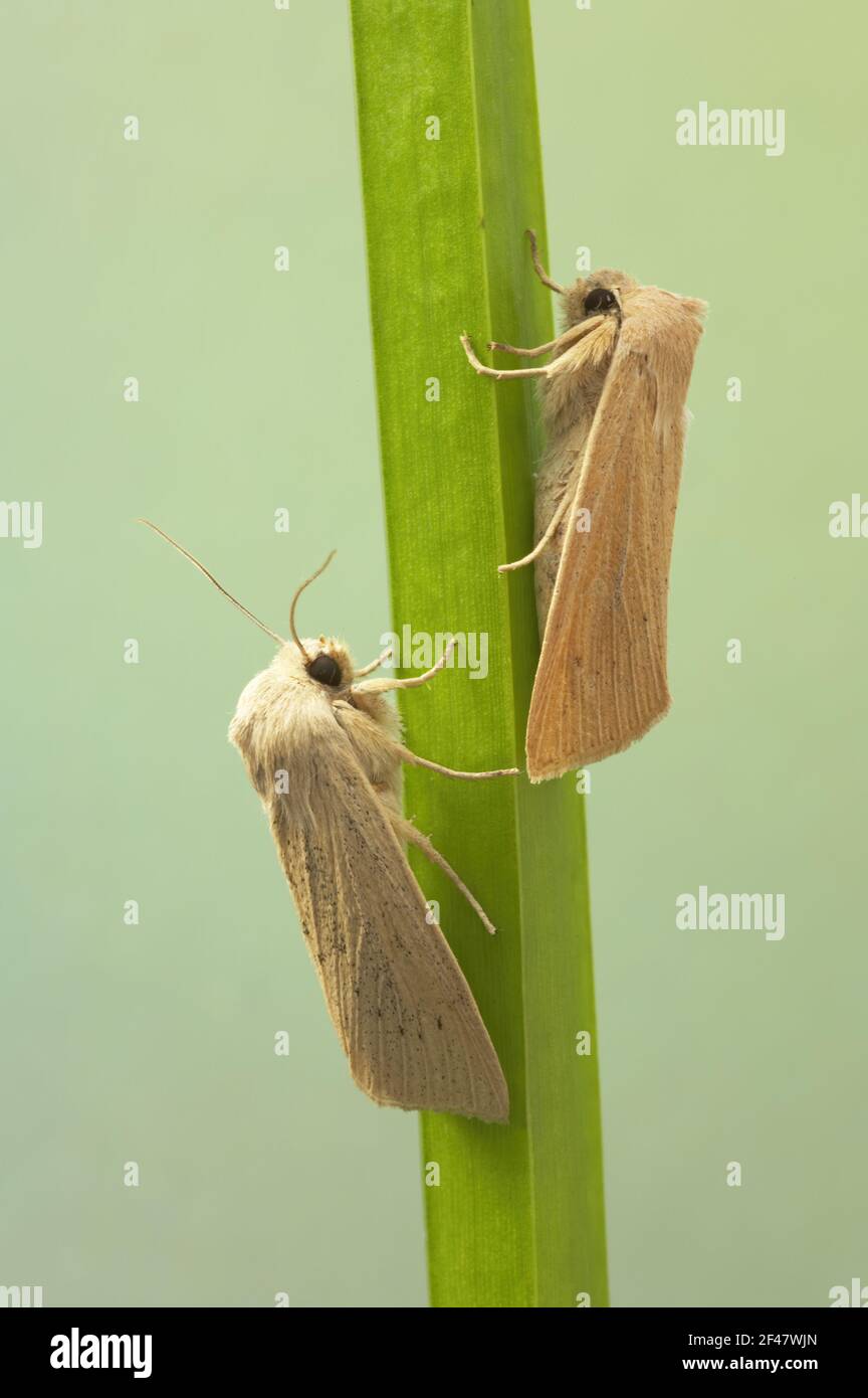Large Wainscot Moth Rhizedra lutosa Essex, UK IN000575 Stock Photo