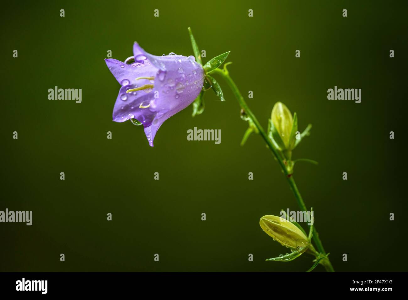 Peachleaved bellflower (Campanula persicifolia) in the rain (Catalonia