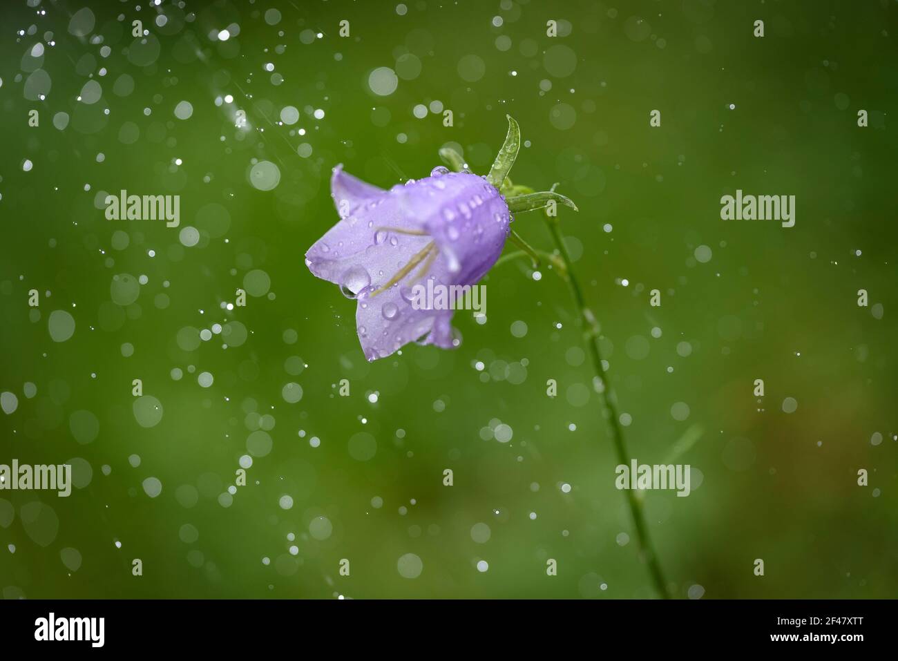 Peachleaved bellflower (Campanula persicifolia) in the rain (Catalonia