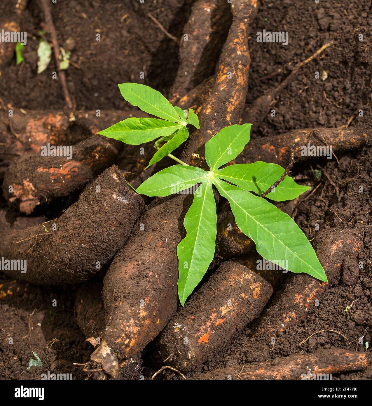 Cassava harvest on the ground with the plant leaf - Manihot esculenta ...