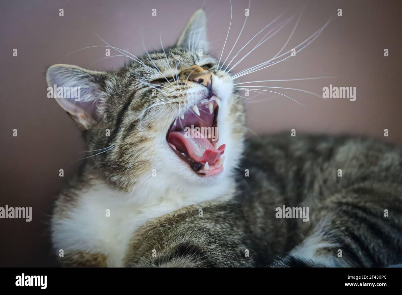 Nasty cat hi-res stock photography and images - Alamy