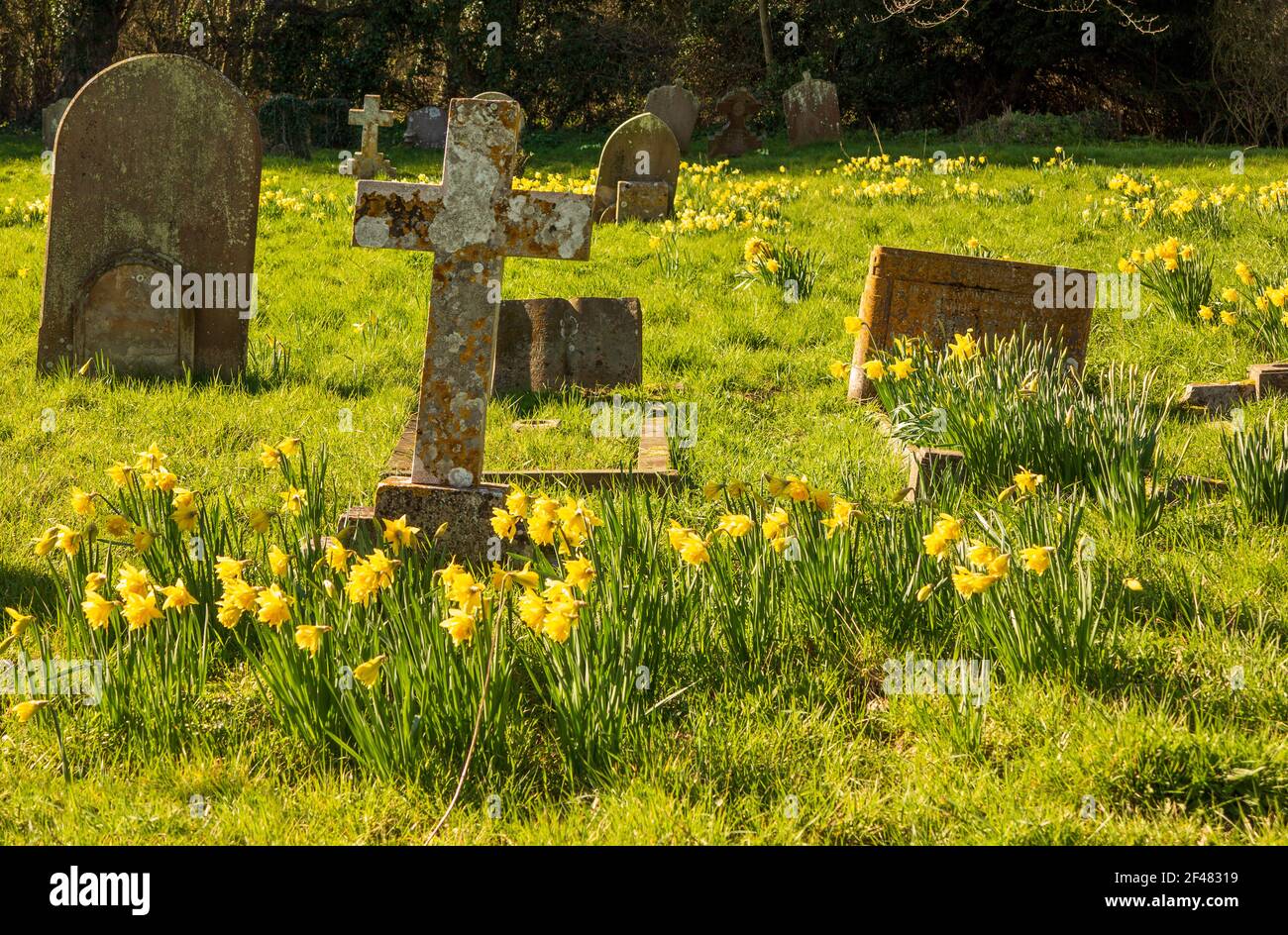 St Mary's, Benhall, Suffolk Churchyard in Spring sunshine with a areas of daffodils in full bloom Stock Photo