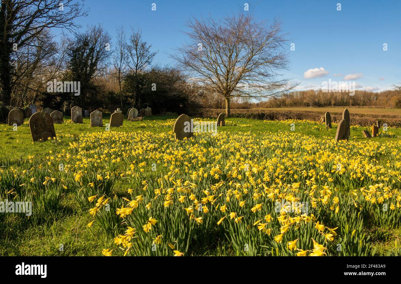 St Mary's, Benhall, Suffolk Churchyard in Spring sunshine with a areas of daffodils in full bloom Stock Photo