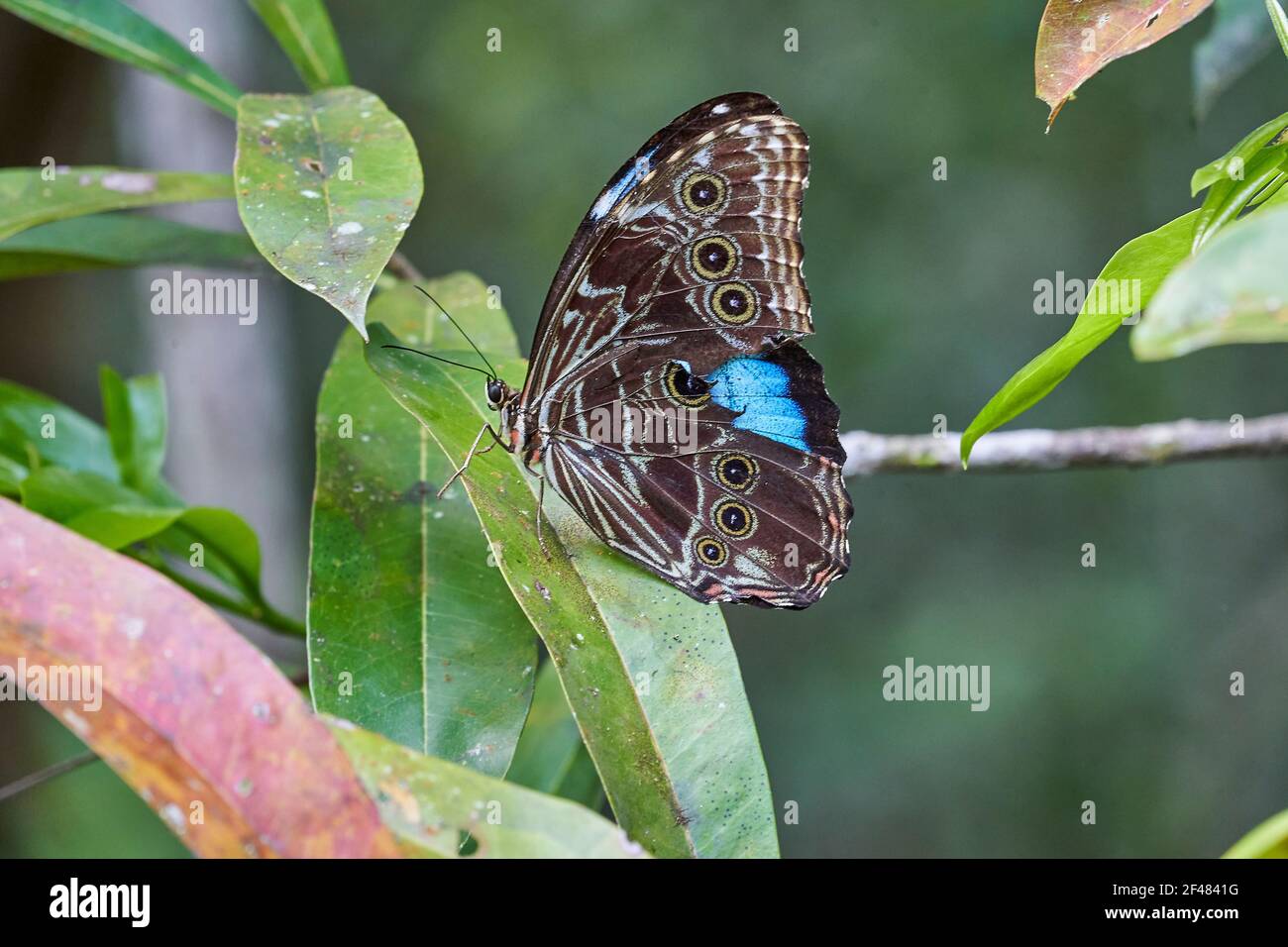 beautiful exotic butterfly sitting on an exotic plant in the rainforest of the cuyabeno national park in the jungle of Ecuador, South America Stock Photo