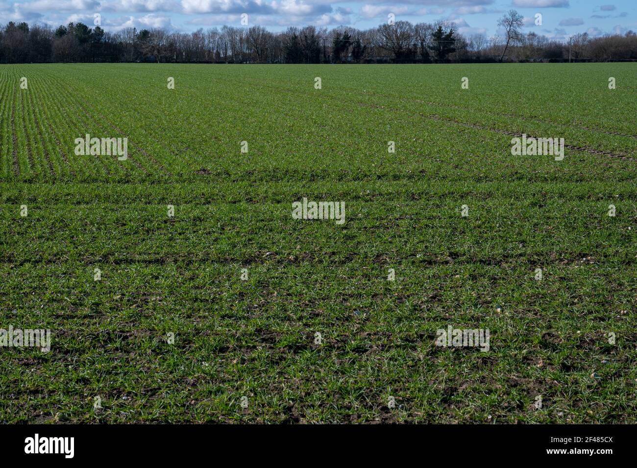 Farmers field with the young shoots of barley growing Stock Photo