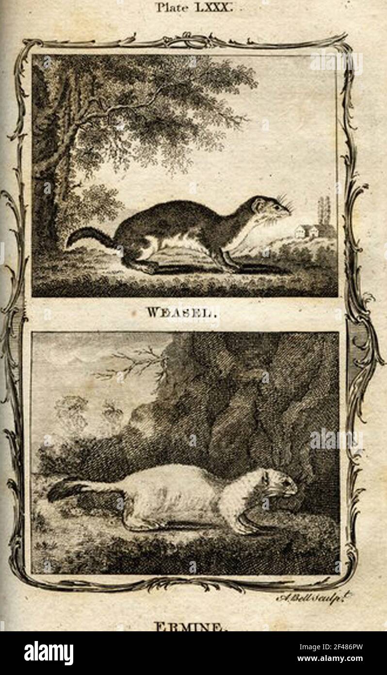 a vintage encyclopedia animal page with an etching of a classic