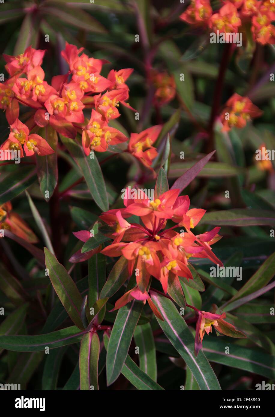 Euphorbia griffithii fireglow spurge orange perennial hires stock