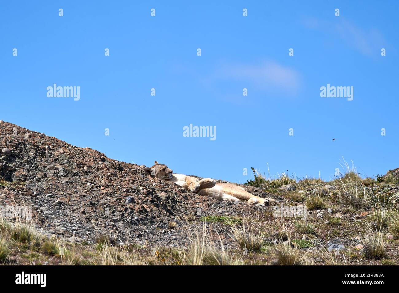 Puma concolor, cougar or mountain lion is a large wild cat of the subfamily Felinae. Lying on a ridge of the andean montains in Torres del Paine natio Stock Photo