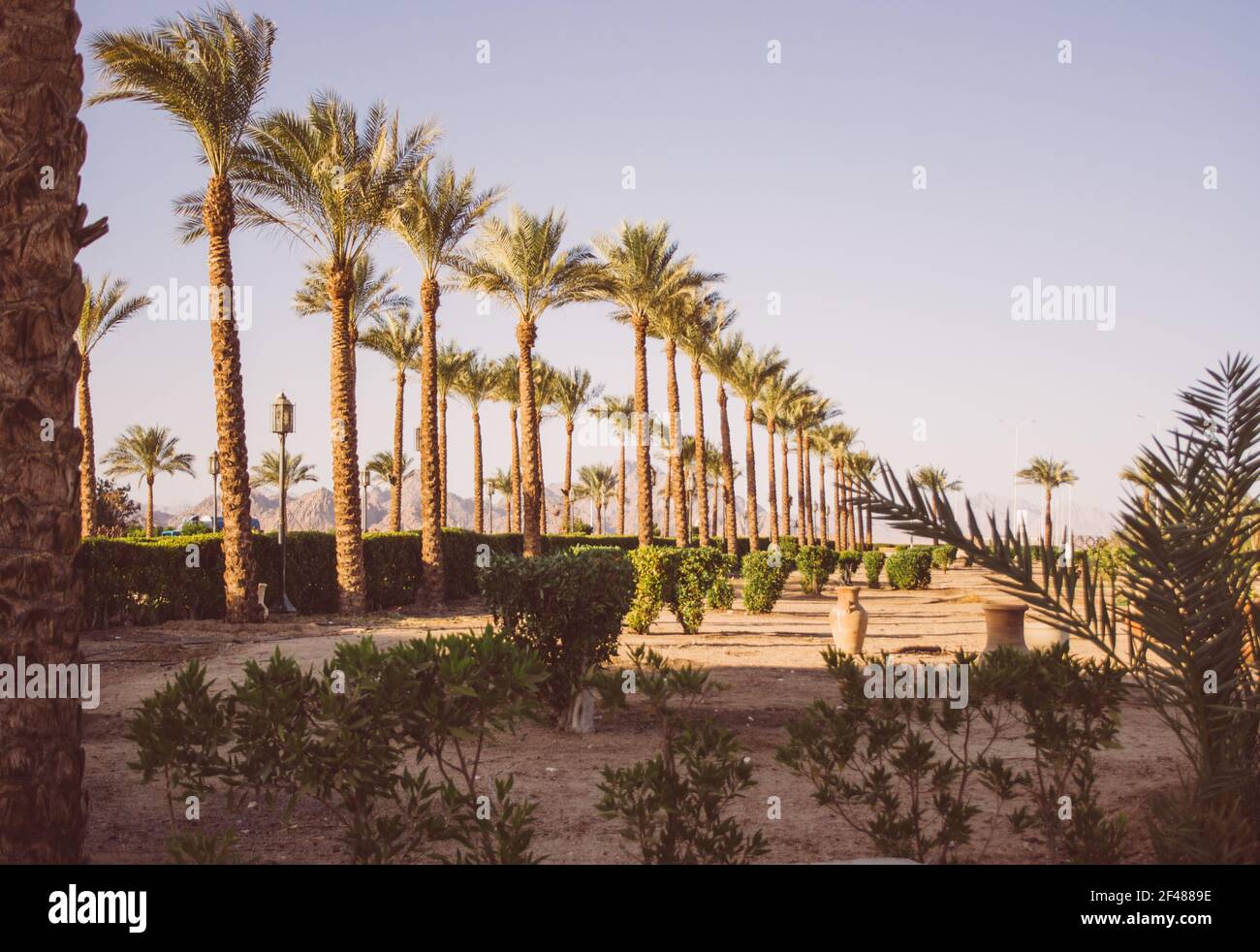 Park in Egypt with a palm tree alley in a straight line and green bushes. Clay vases are placed in the park. Sunny summer day with blue sky. Stock Photo