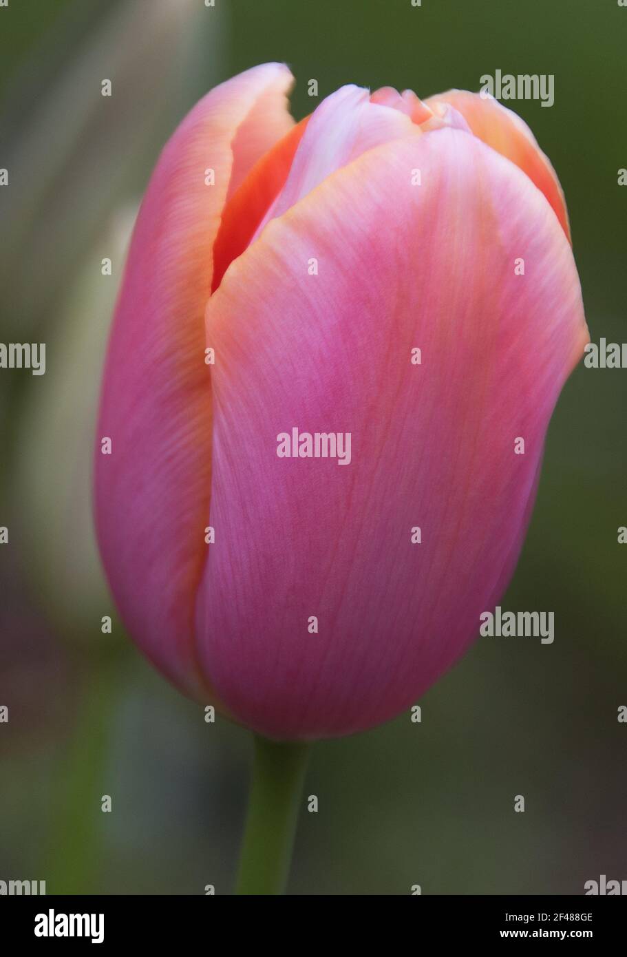 Tulipa Apricot Beauty Stock Photo
