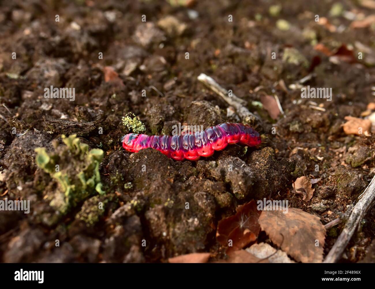 Worm is the large caterpillar. Red Mopane worms on ground. Big and long