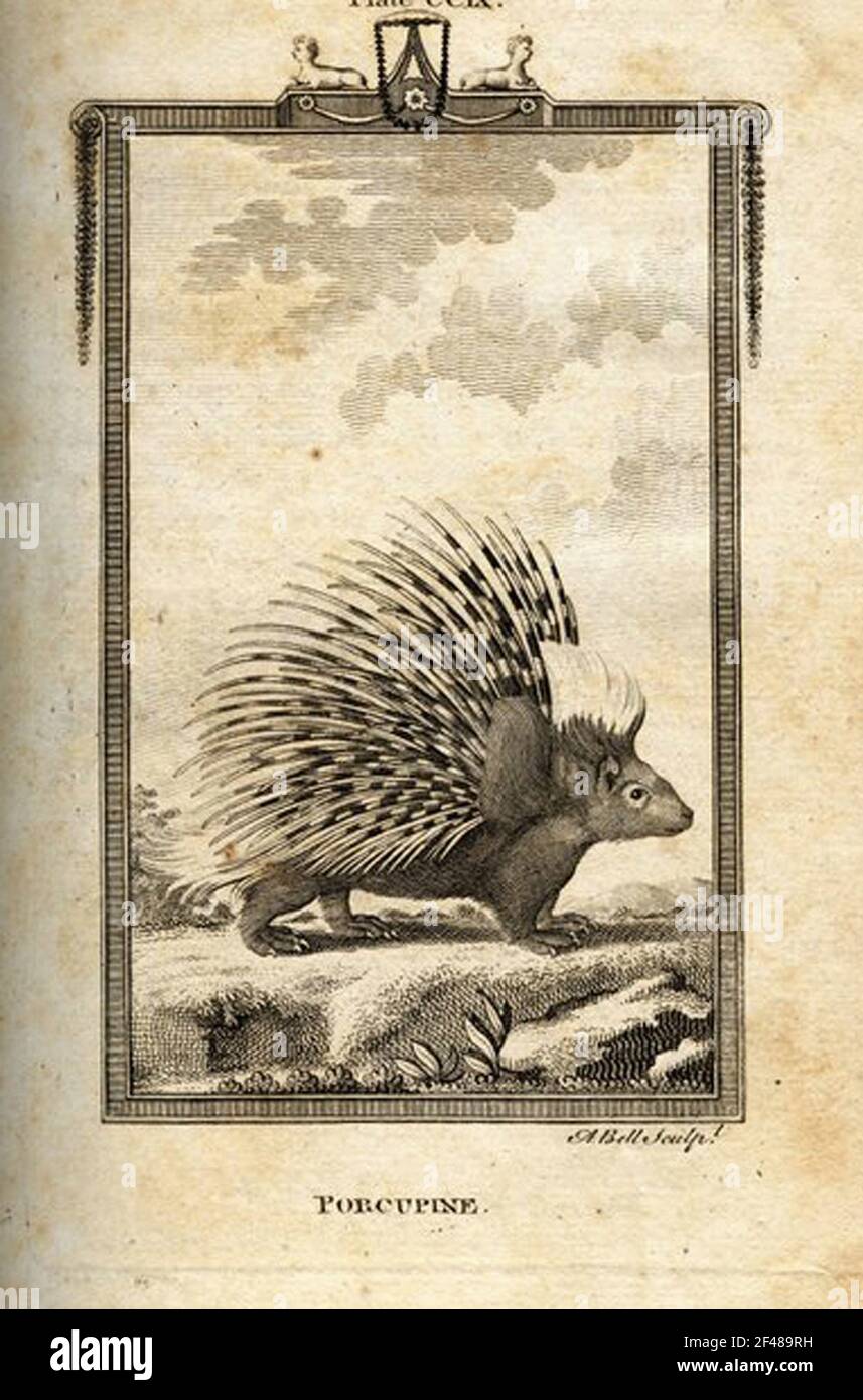 a vintage encyclopedia animal page with an etching of a classic