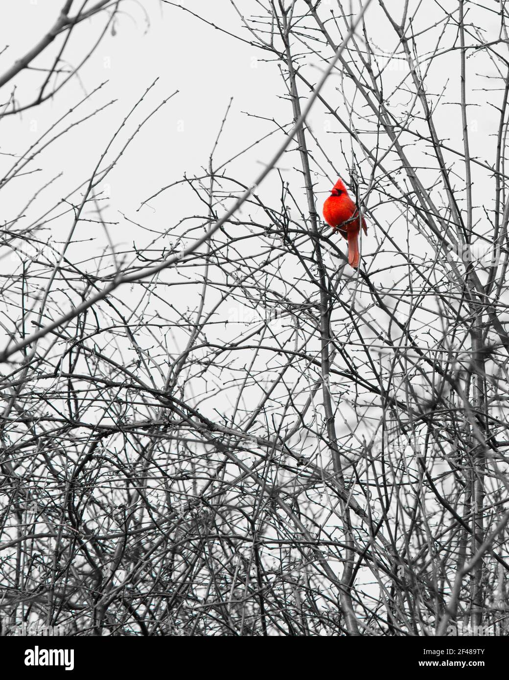 Wide angled view of a bright red cardinal sitting among the bare ...
