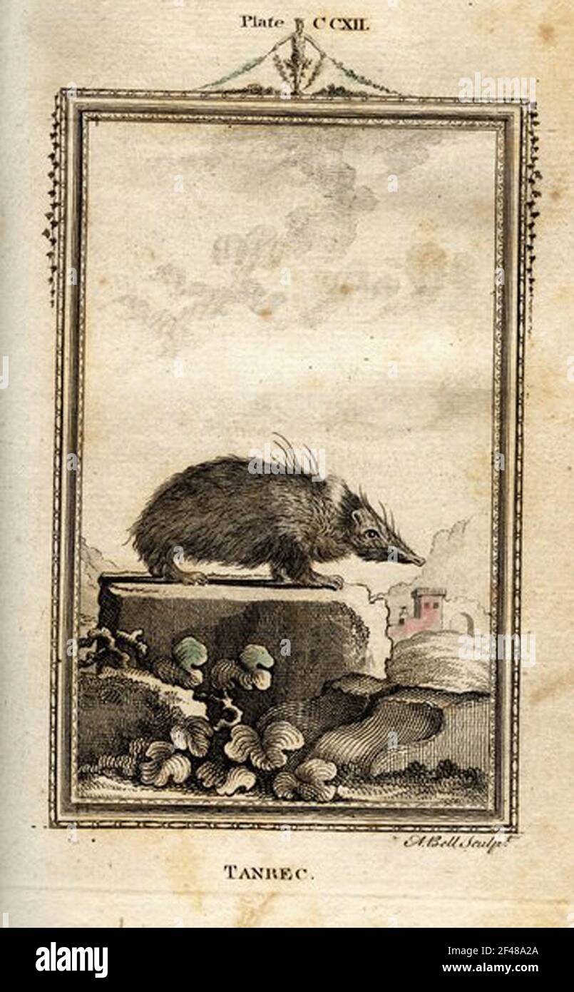 a vintage encyclopedia animal page with an etching of a classic