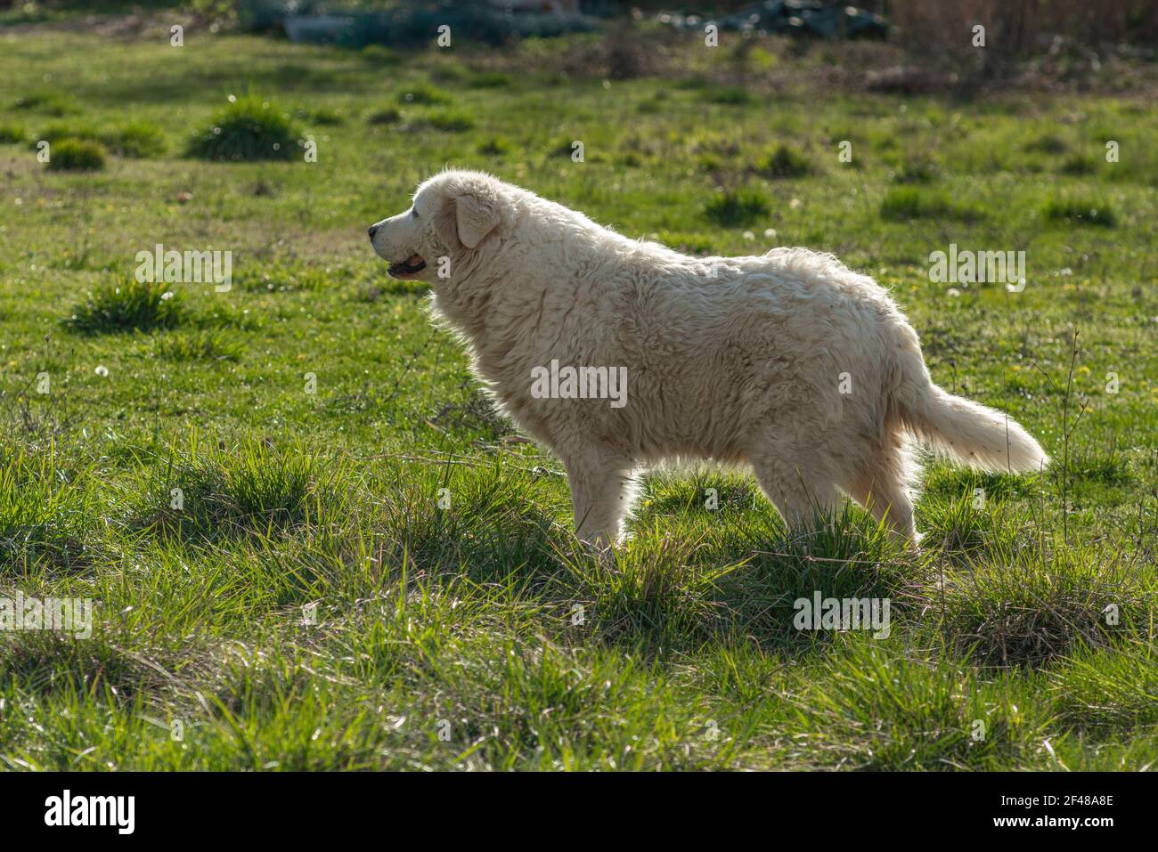 Abruzzese shepherd dog guarding the flock of sheep on a small farm. Abruzzo, Italy, Europe Stock Photo