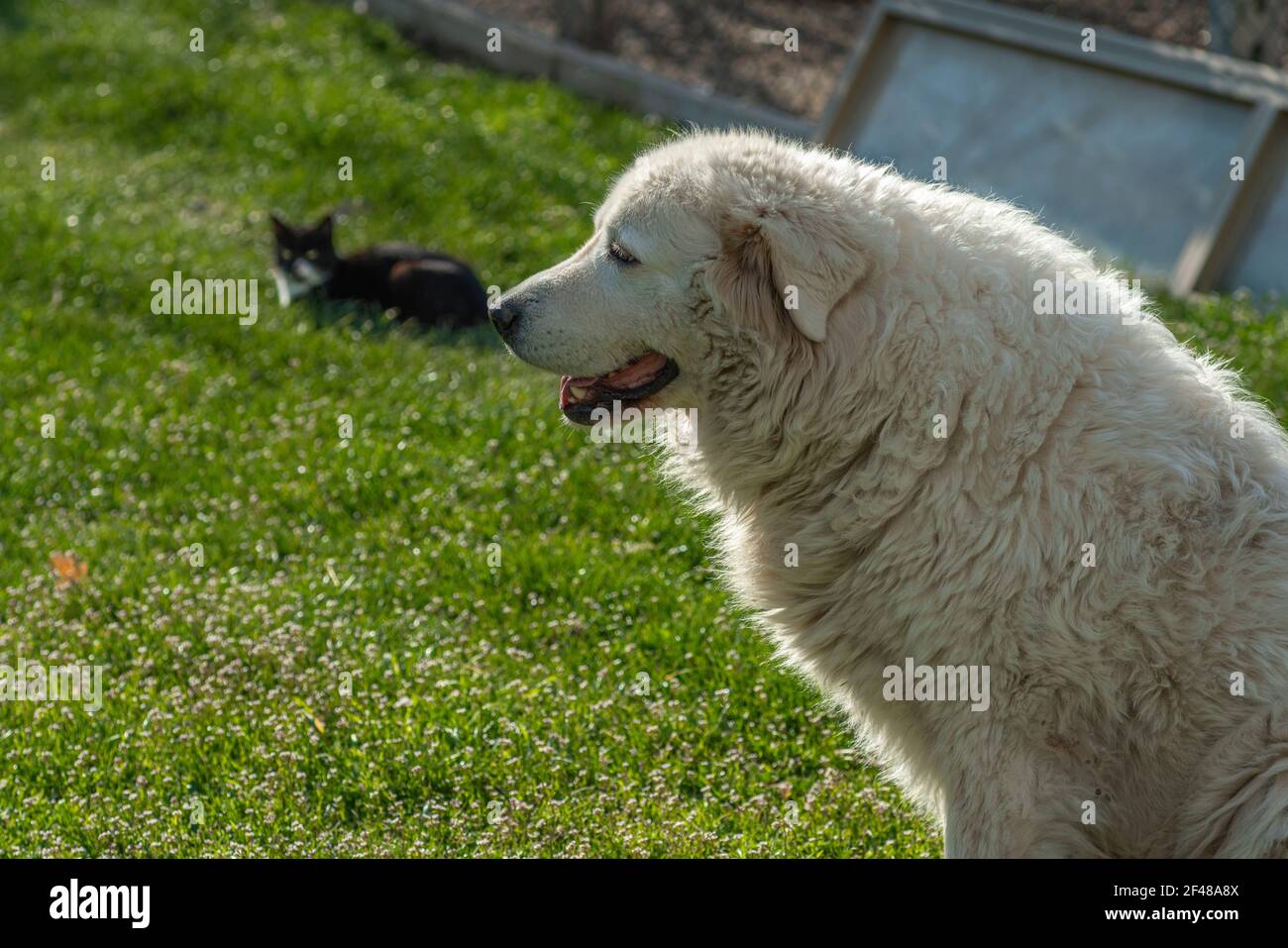 Abruzzese shepherd dog guarding the flock of sheep on a small farm. Abruzzo, Italy, Europe Stock Photo