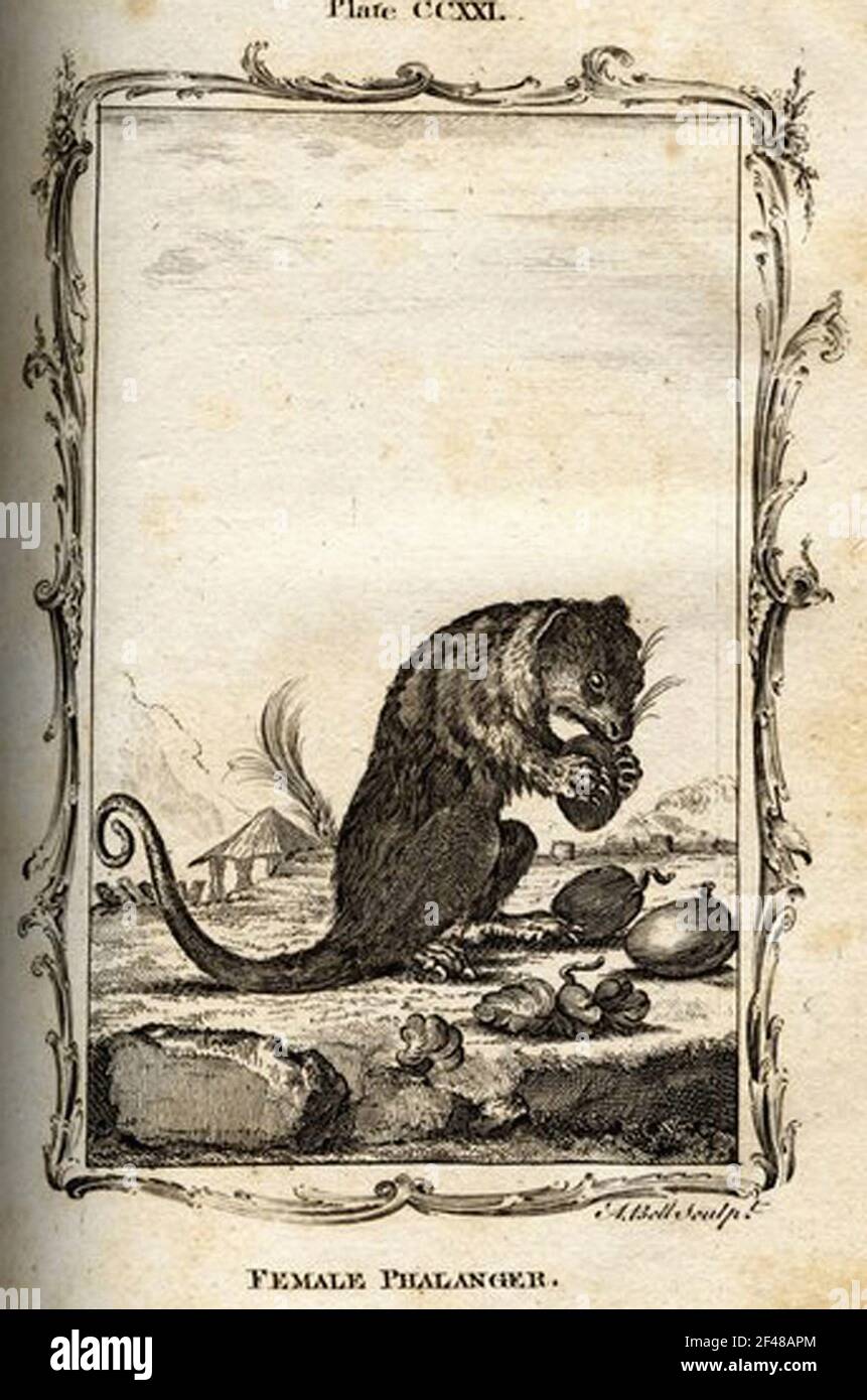 a vintage encyclopedia animal page with an etching of a classic