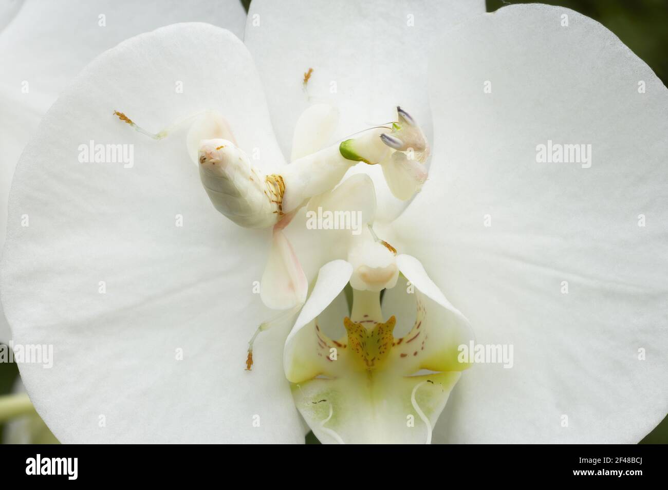 Orchid Mantis - On Phalenopsis orchid showing camouflageHymenopus coronatus IN000654 Stock Photo