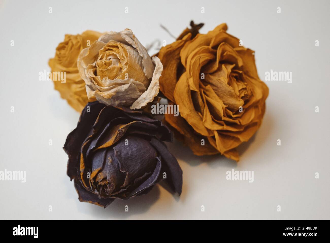 Yellow Dry Roses Dry yellow and black roses on white background Stock Photo - Alamy