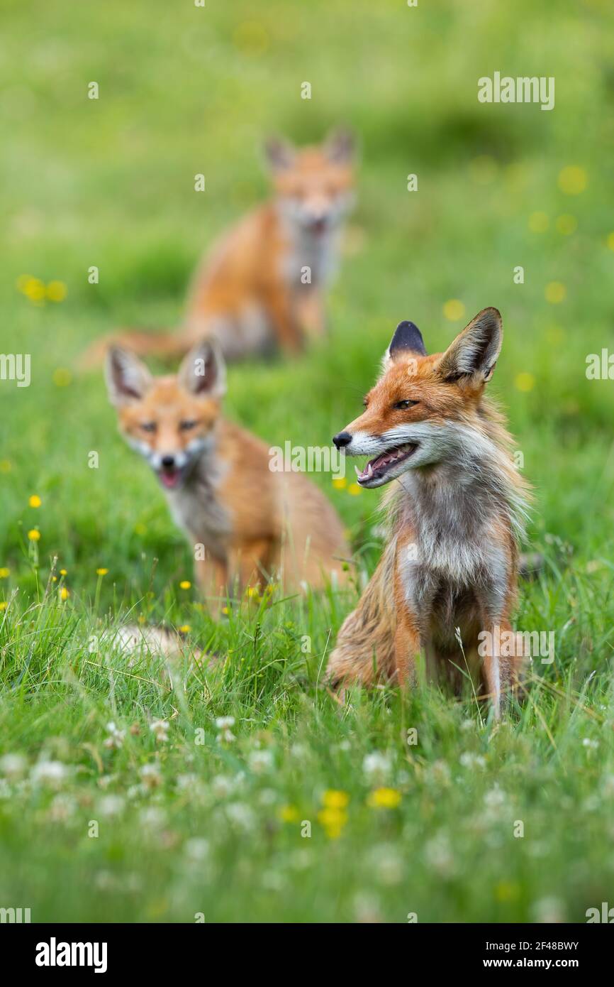 Growing fox cub hi-res stock photography and images - Alamy