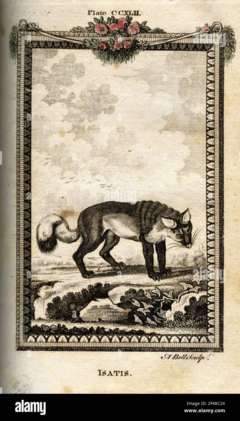 a vintage encyclopedia animal page with an etching of a classic