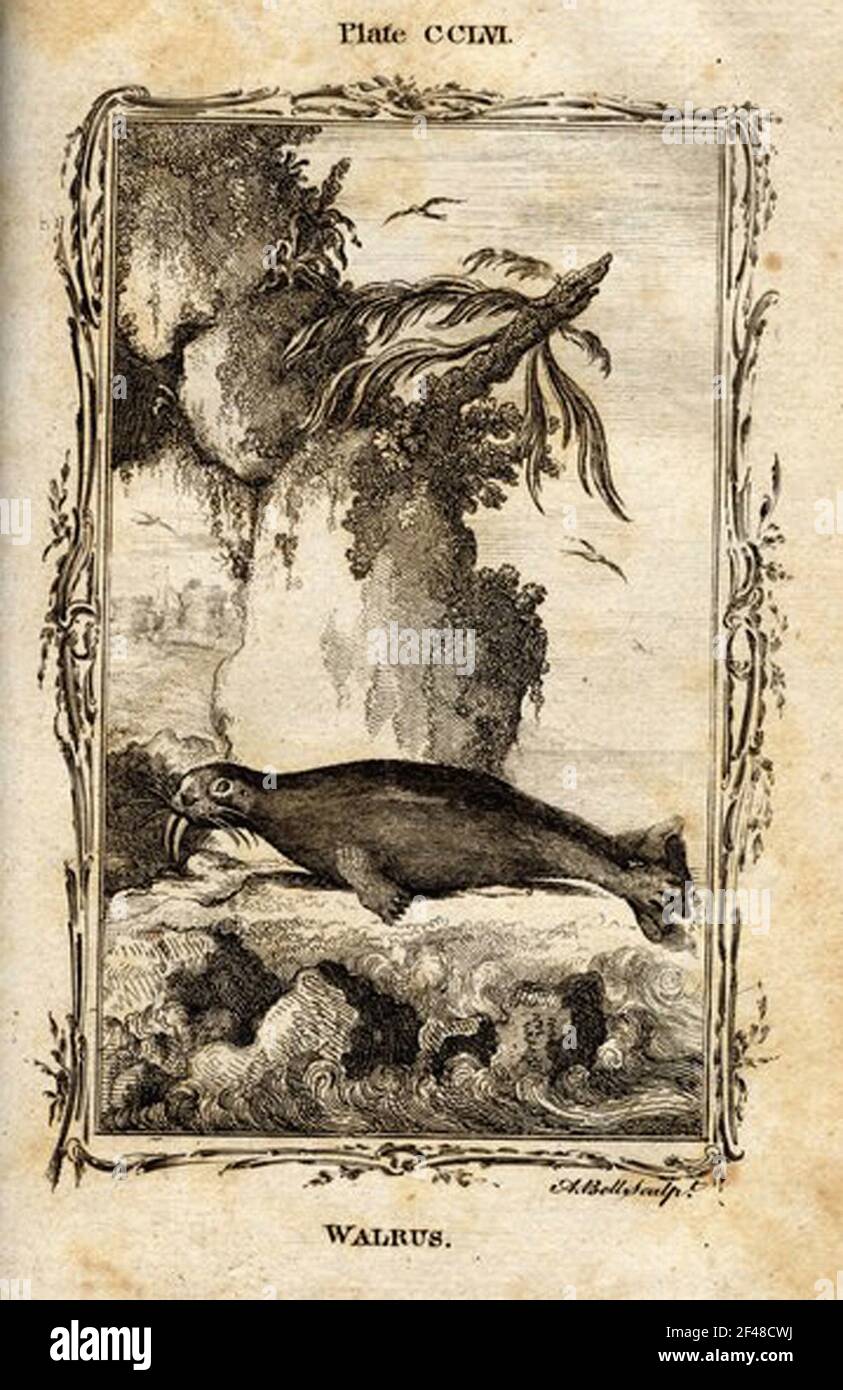 a vintage encyclopedia animal page with an etching of a classic