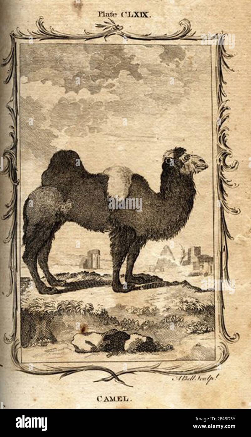 a vintage encyclopedia animal page with an etching of a classic art